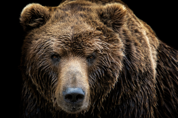Are Tents Safe From Bears? 3 Statistics and What You Can Do